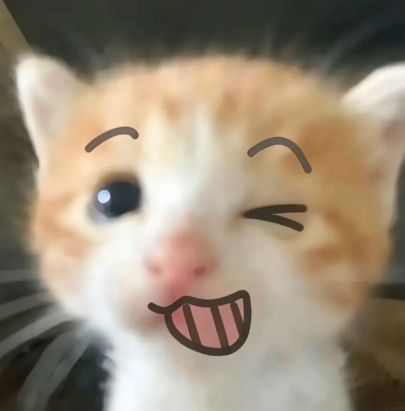 meme mèo cute cực đáng yêu