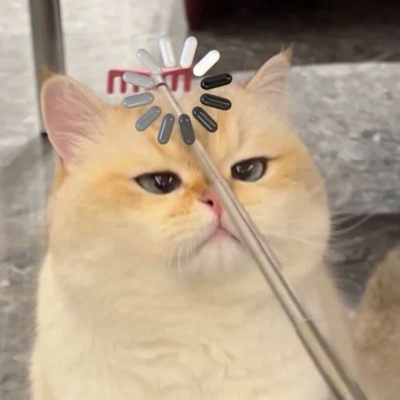 meme mèo cute cười