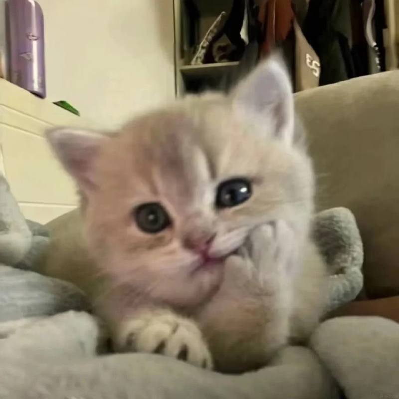 meme mèo cute đáng yêu nhất