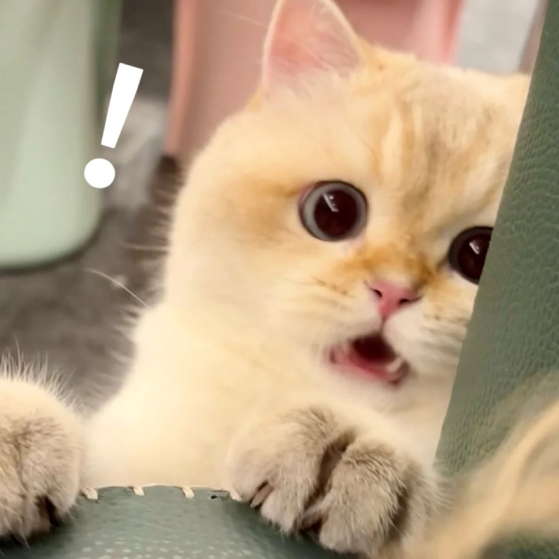 meme mèo cute đáng yêu