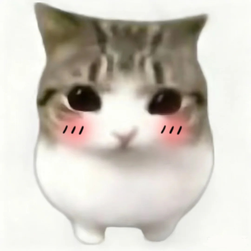 meme mèo cute giải trí