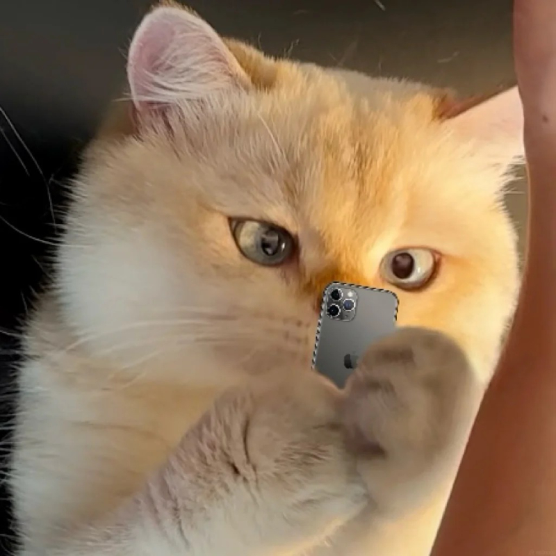 meme mèo cute hài hước