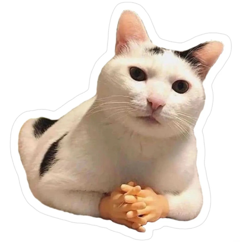 meme mèo cute hài
