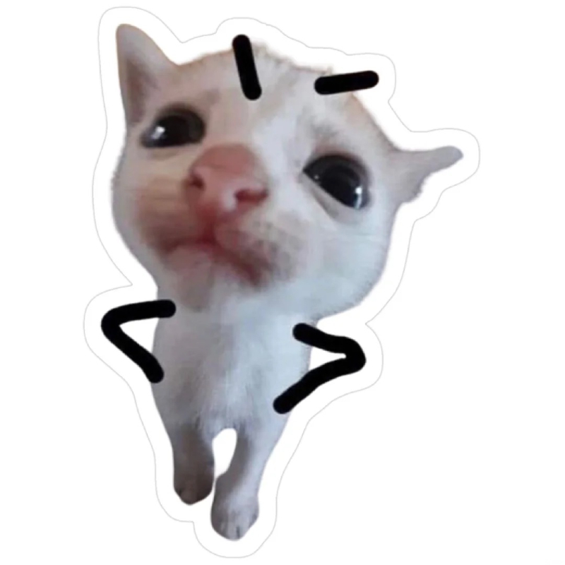 meme mèo cute ngộ nghĩnh