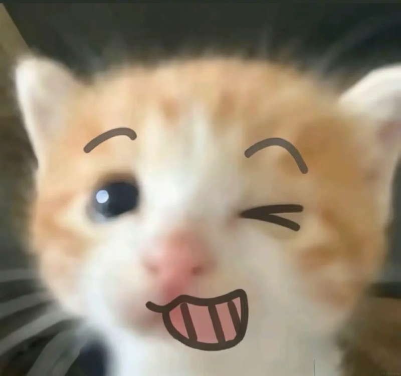 meme mèo cute với biểu cảm hài