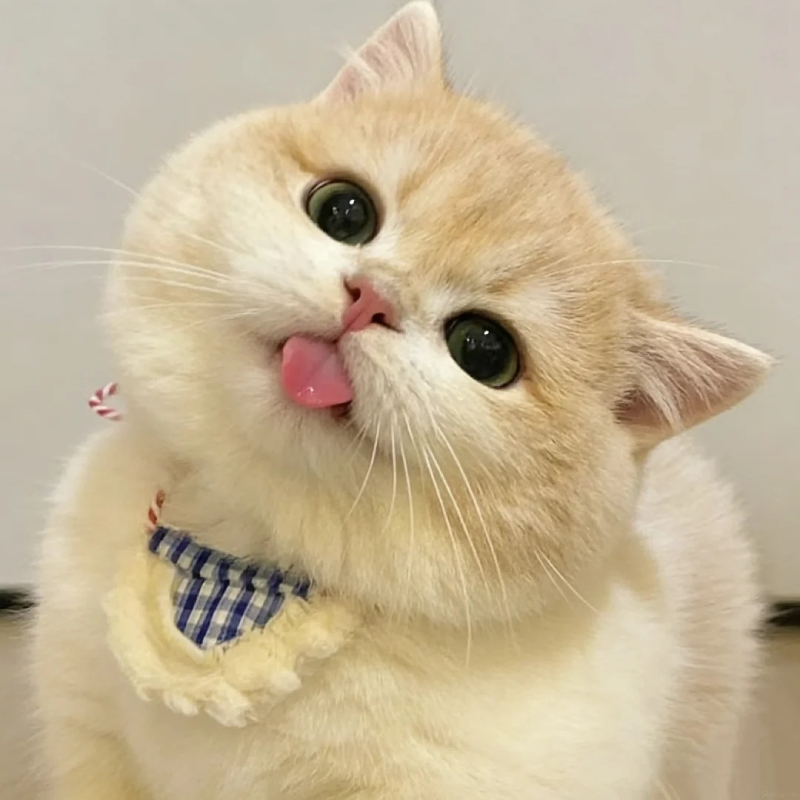 meme mèo cute vui nhộn