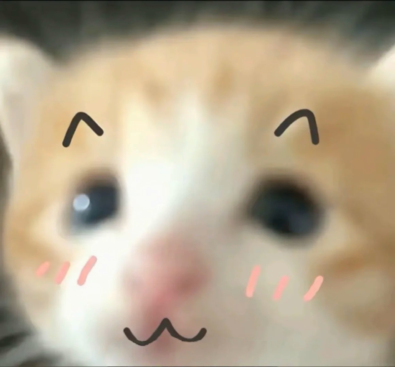 meme mèo dễ thương hài hước