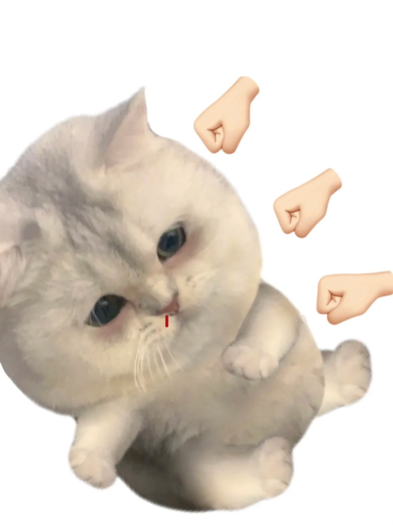 meme mèo phản ứng hài