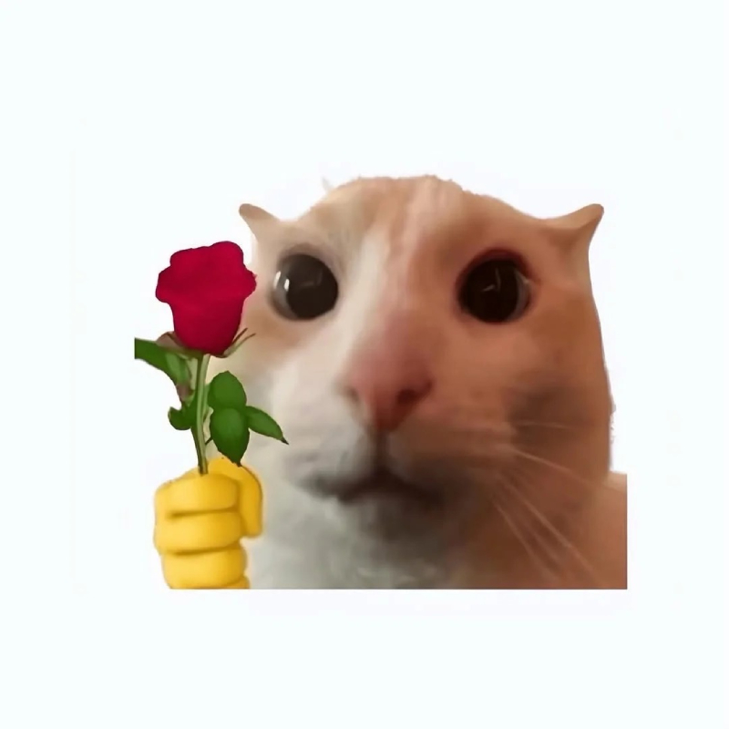 meme mèo vui nhộn đáng yêu