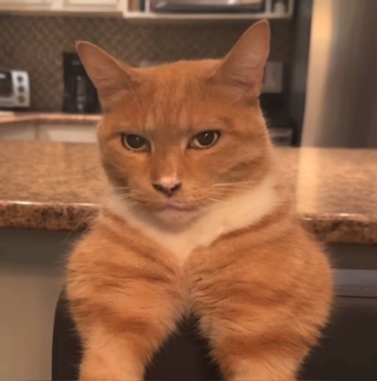 mewing meme