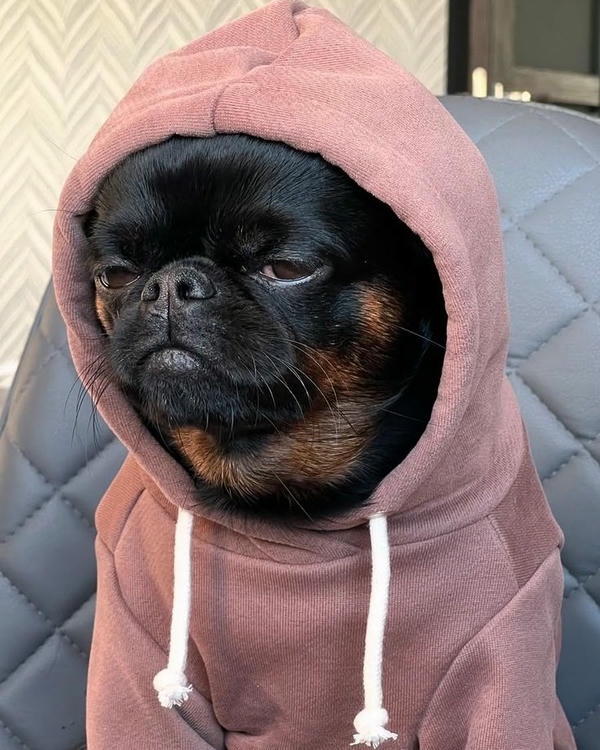 Ảnh chó meme với biểu cảm bất ngờ, ngộ nghĩnh, thú vị