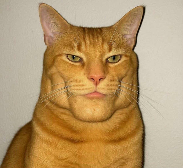 Ảnh meme chế với diện mạo ngộ nghĩnh và lạ mắt