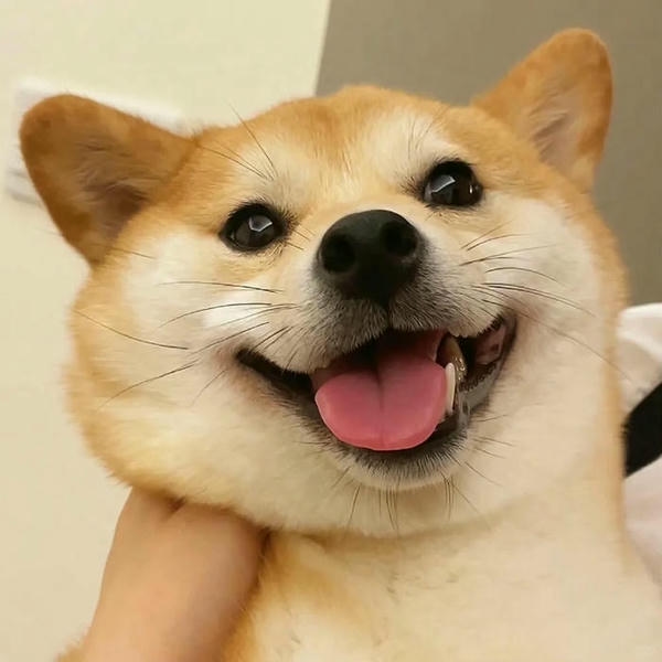 Ảnh meme cute mang phong thái vui vẻ đáng mến