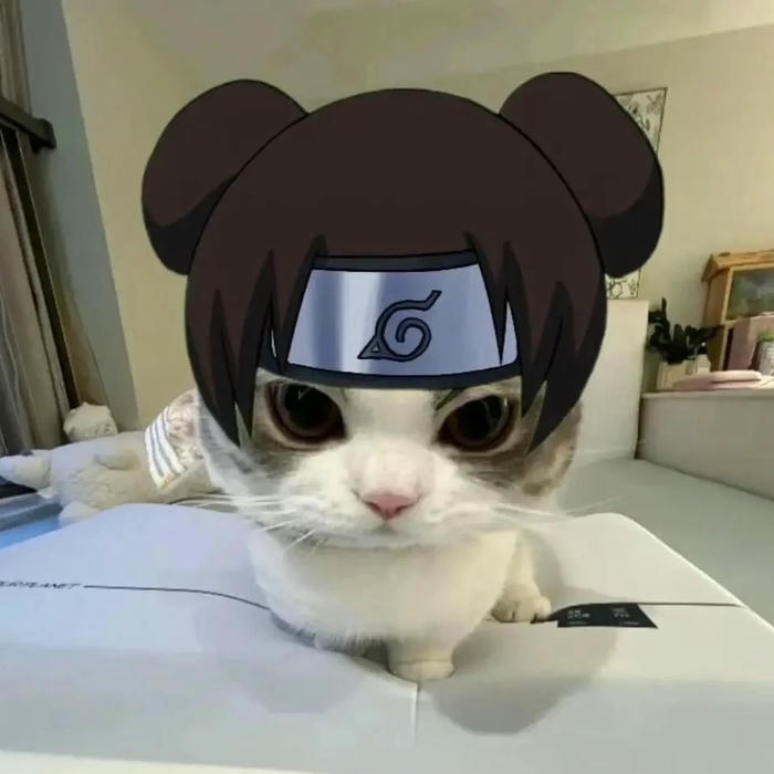 Ảnh meme mèo mang dáng vẻ ngộ nghĩnh rất riêng