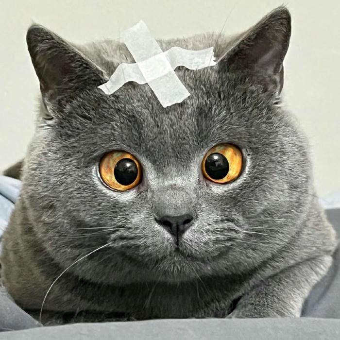 Ảnh meme mèo sở hữu biểu cảm khiến người xem bật cười