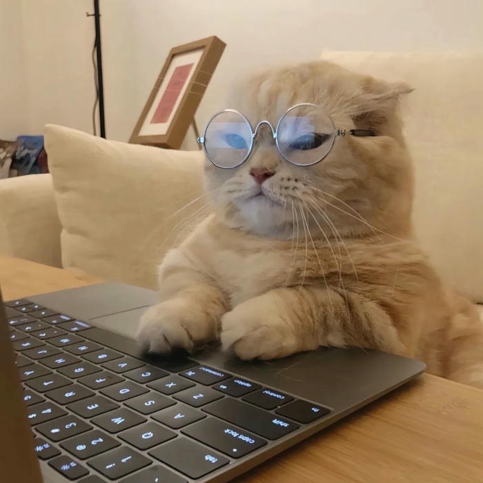 Ảnh meme mèo thể hiện gương mặt đầy vẻ ngạc nhiên