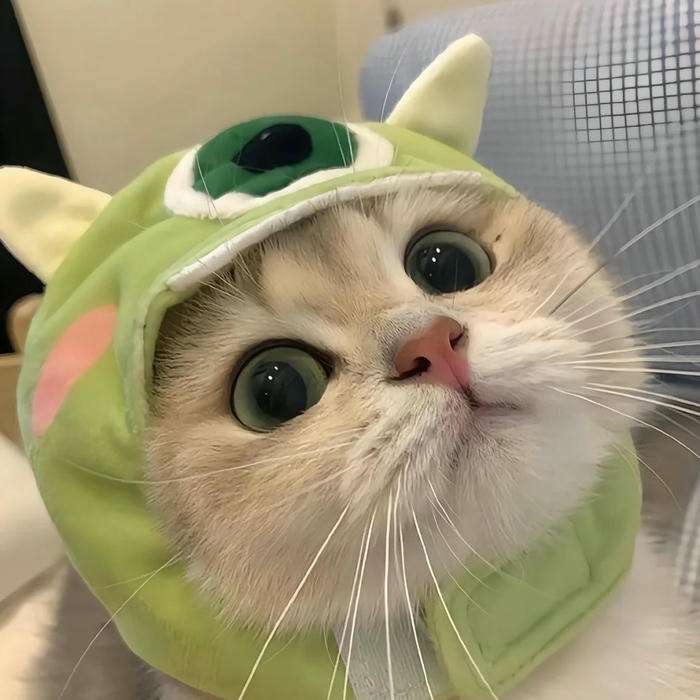 Ảnh meme mèo thể hiện nét biểu cảm đầy dí dỏm