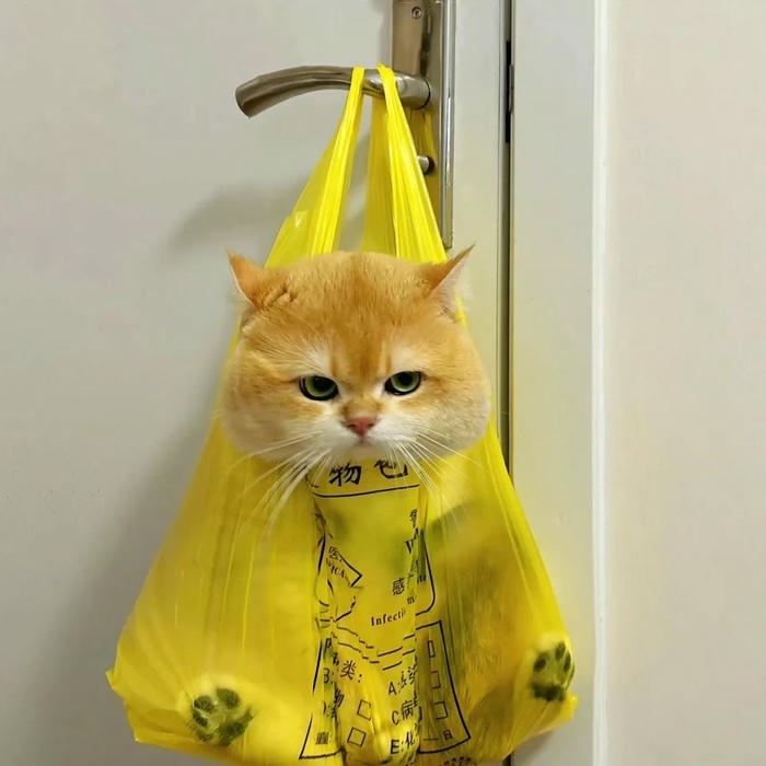 Ảnh meme mèo thể hiện trạng thái ngơ ngác thú vị