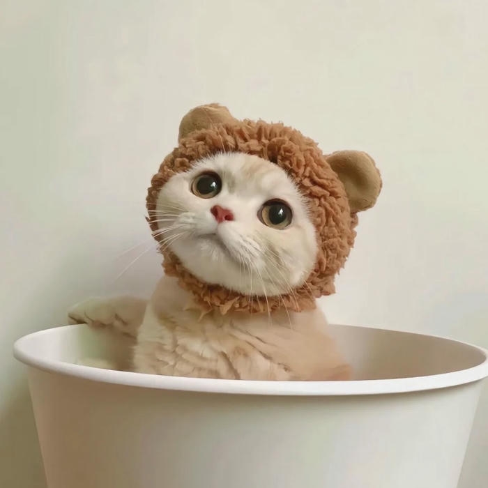 Ảnh meme mèo thể hiện vẻ mặt ngơ ngác đáng yêu