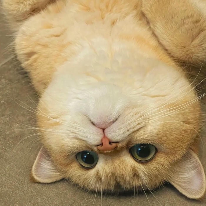 Ảnh meme mèo với biểu cảm bất lực đầy duyên dáng