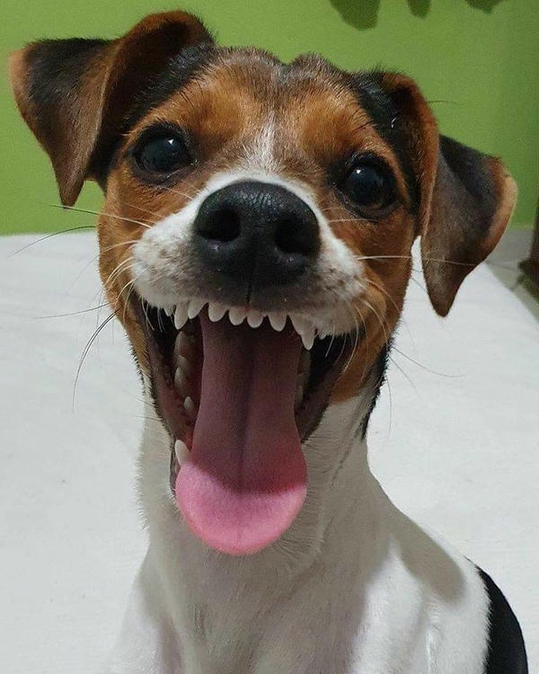 Con chó meme thể hiện gương mặt ngây ngô đáng yêu