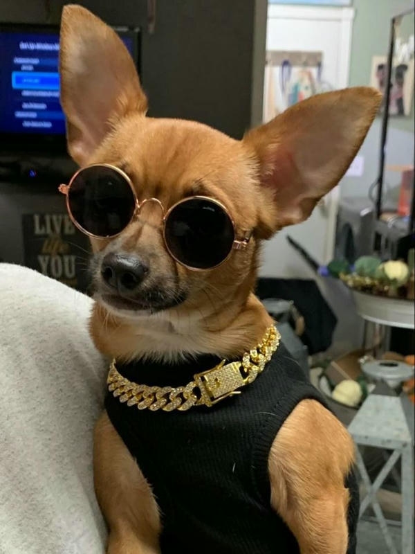Con chó meme thể hiện khuôn mặt tinh nghịch giàu biểu cảm