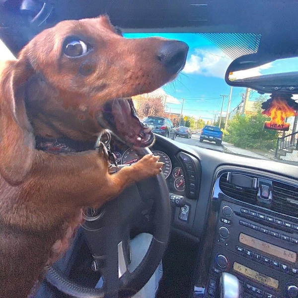 Con chó meme với biểu cảm bất ngờ cực kỳ hài hước
