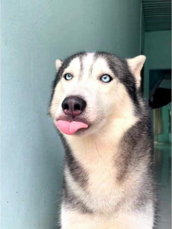 Con chó meme với biểu cảm hài hước và đáng yêu