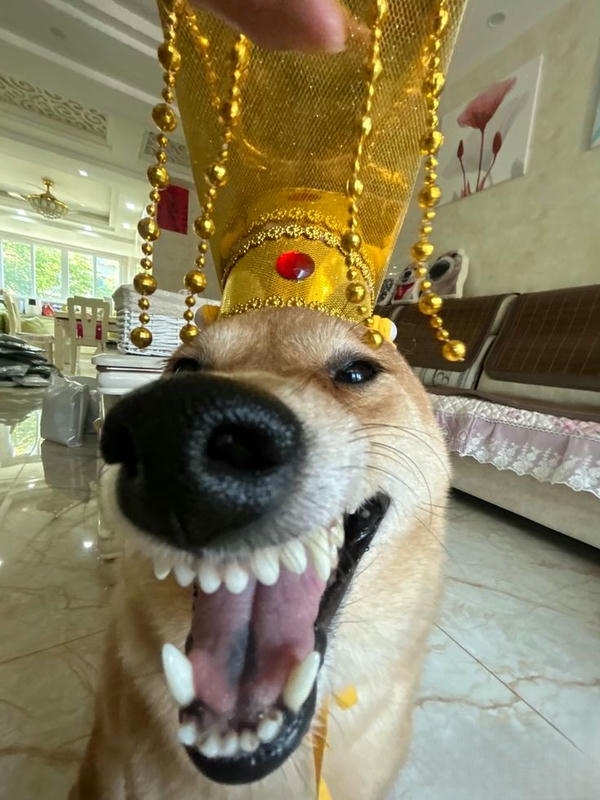 Hình ảnh chó hài mang biểu cảm dí dỏm, đáng yêu
