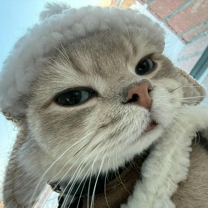 Hình mèo meme với biểu cảm bất lực đầy hài hước