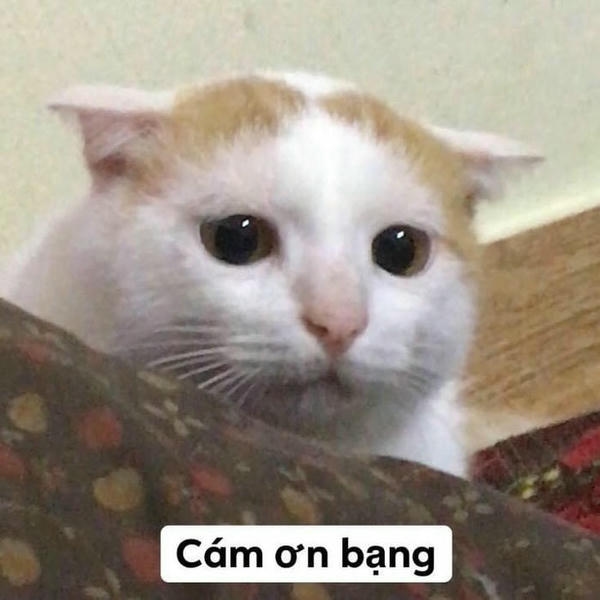 Meme biết ơn với cách diễn đạt hài hước nhẹ nhàng