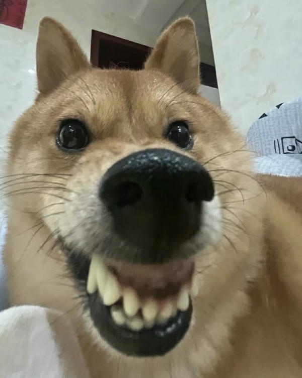 Meme chó hài thể hiện gương mặt tinh quái đáng yêu