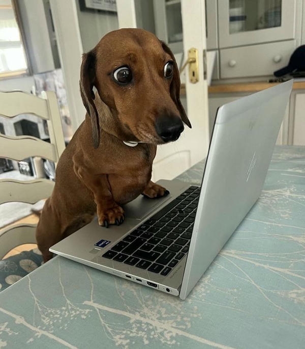 Meme chó với biểu cảm ngộ nghĩnh và đầy duyên dáng