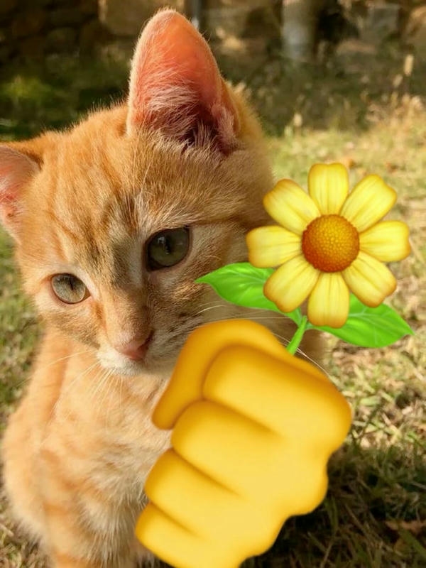 Meme cute sở hữu biểu cảm ngây thơ và duyên