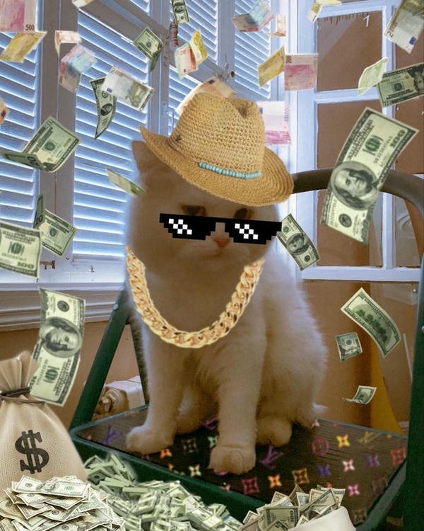 Meme cute sở hữu nét mặt vui nhộn đáng yêu