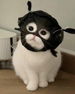 Meme cute thể hiện thần thái dễ thương tự nhiên