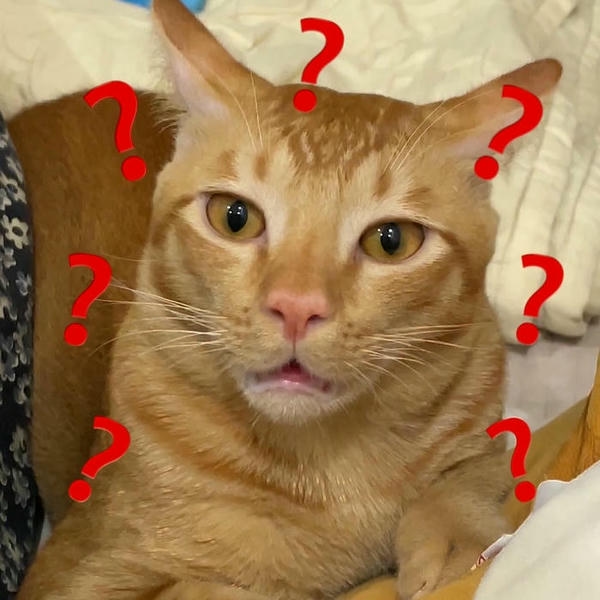 Meme cute thể hiện vẻ mặt hồn nhiên rất duyên