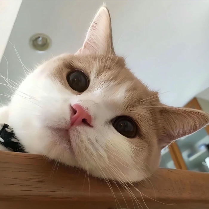 Meme mèo với gương mặt ngơ ngác đầy tính giải trí