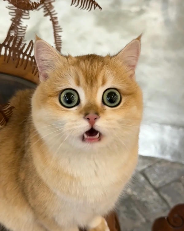 Meme sợ hãi khuôn mặt biến sắc cực nhanh luôn