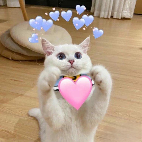 Meme thả tim cử chỉ thân thiện rất gần gũi