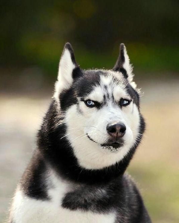 Meme về chó với diện mạo ngây ngô và hài hước