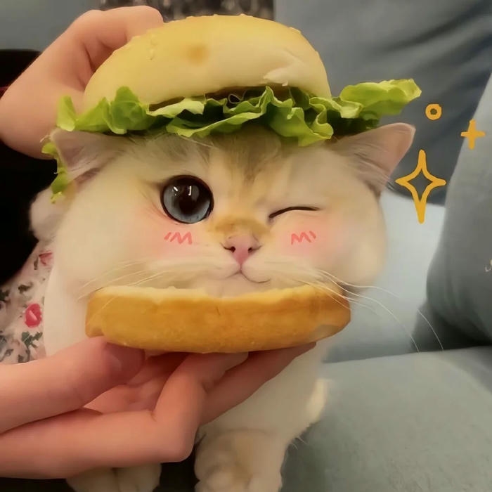 Meme về mèo thể hiện ánh nhìn đầy vẻ tò mò