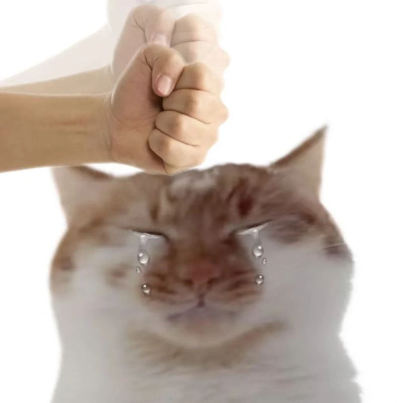 ảnh chế meme mèo bựa bá đạo