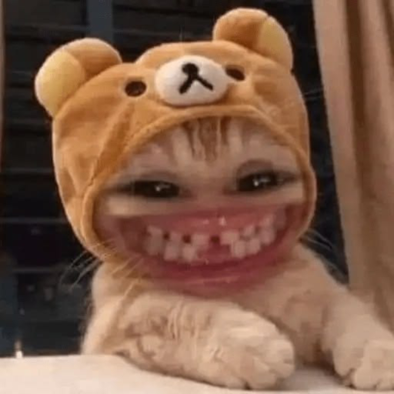 ảnh chế meme mèo bựa cute