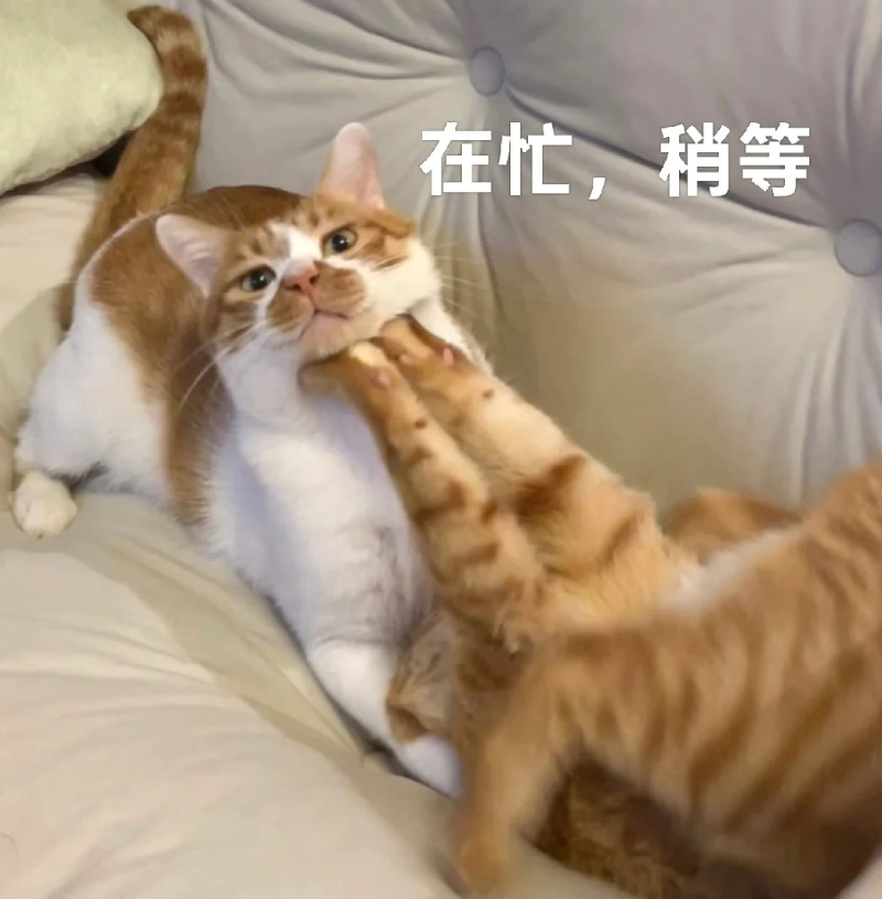 ảnh chế meme mèo bựa đáng yêu và hài hước