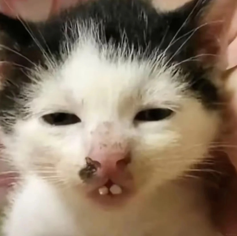 ảnh chế meme mèo bựa lầy lội