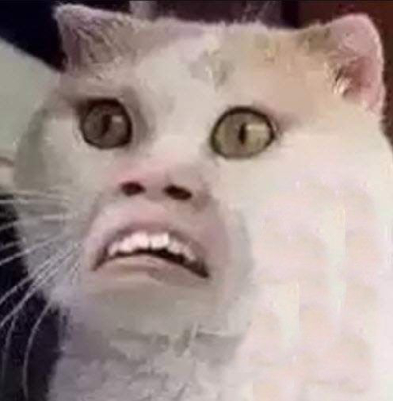 ảnh chế meme mèo bựa troll cực mạnh