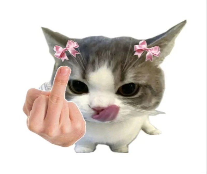 ảnh meme mèo hài với biểu cảm khó đỡ