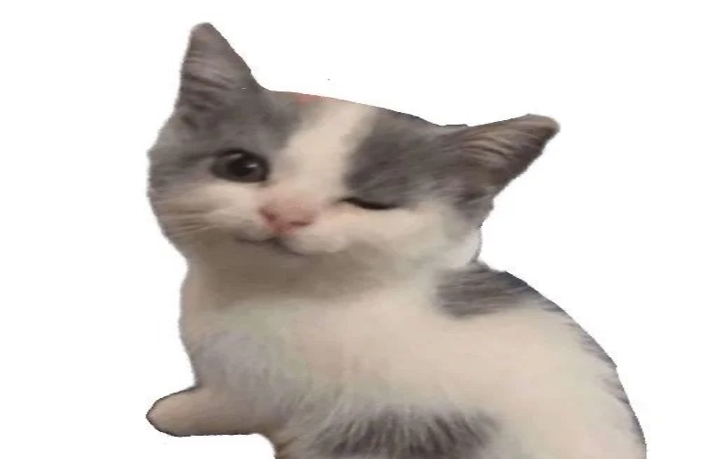 ảnh mèo lầy lội dùng làm meme