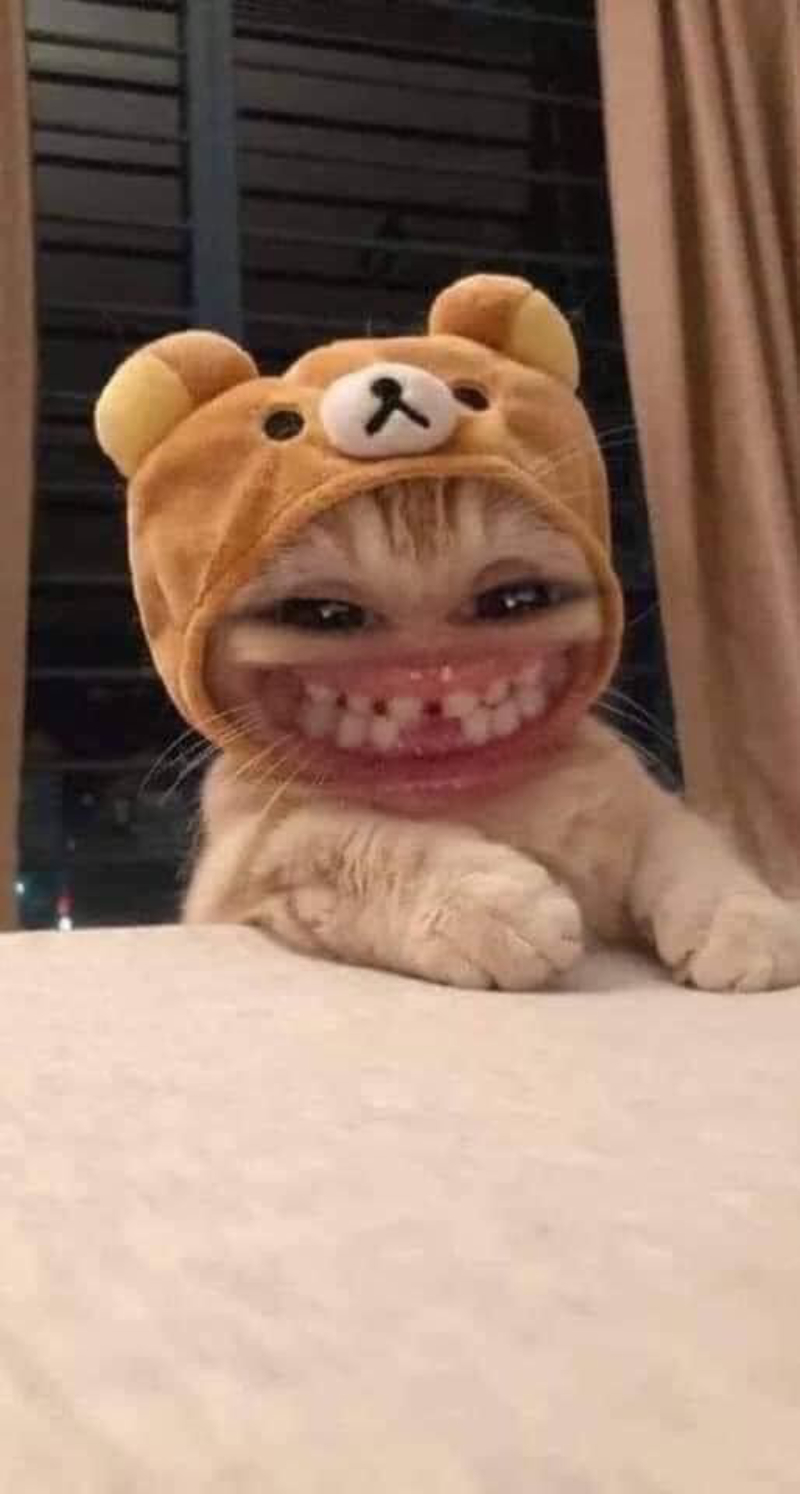 ảnh vô tri meme bá đạo